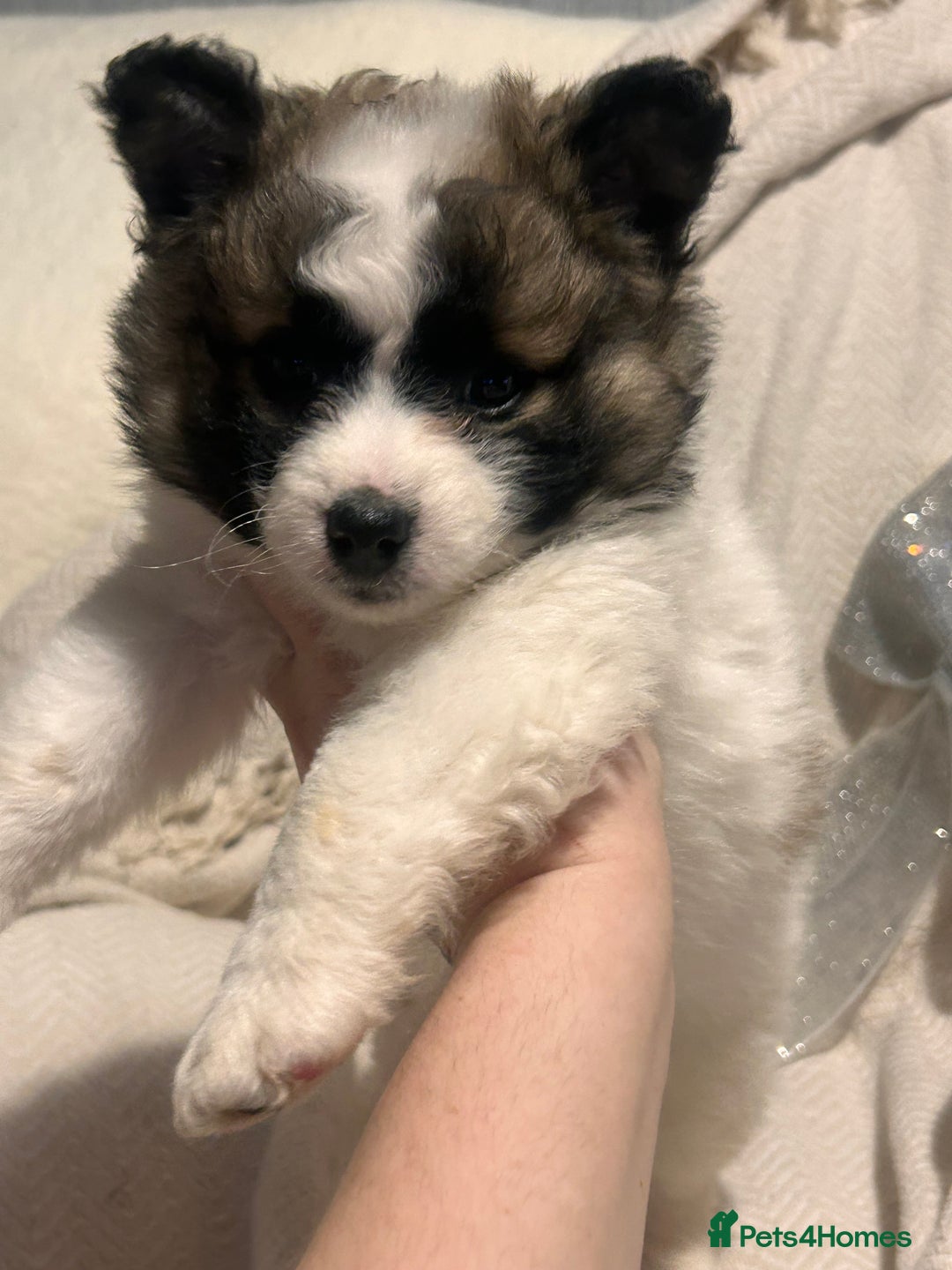 Mixed Breed dogs for sale: German spitz cross - Advert 26