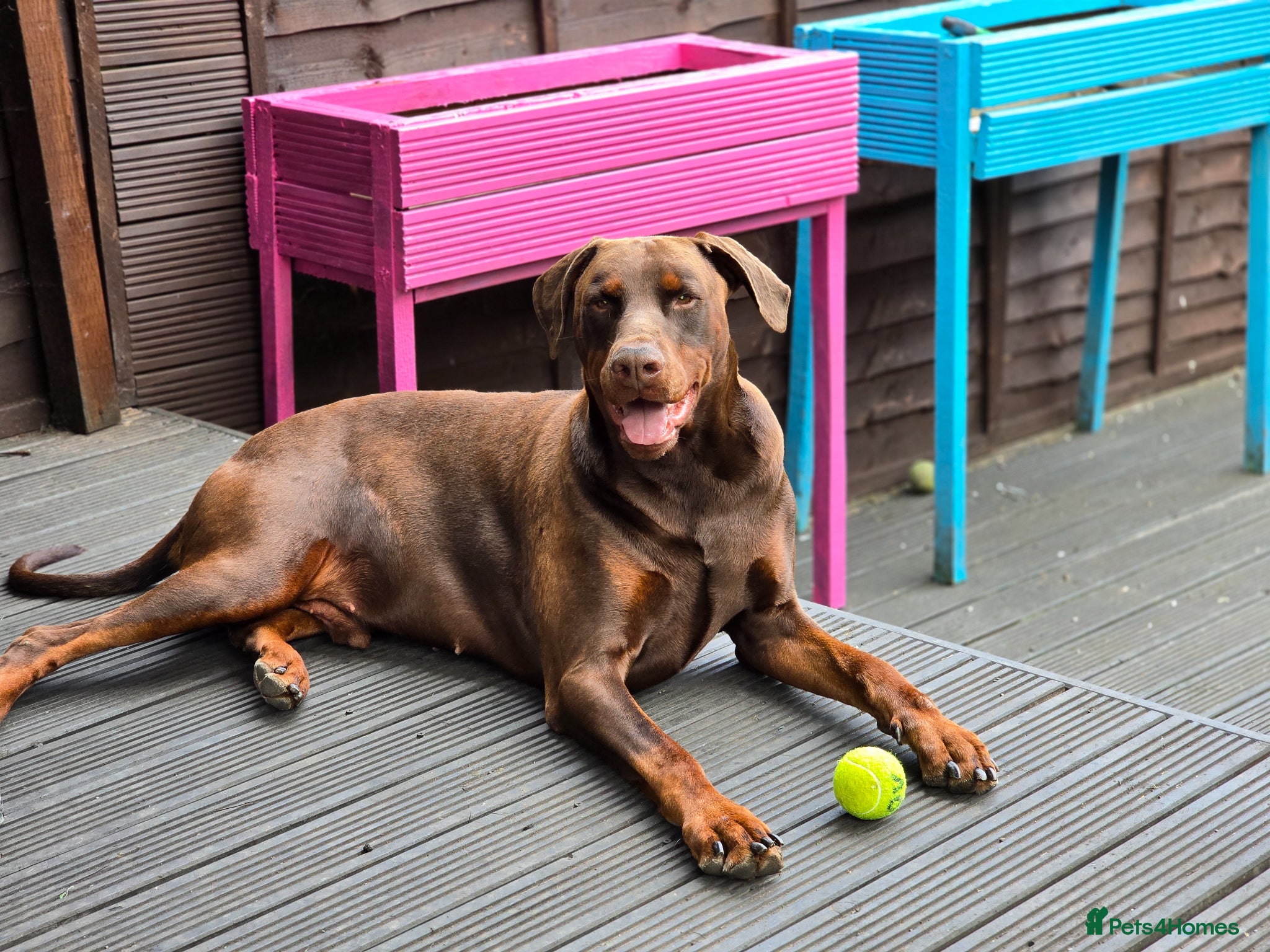 Dobermann dogs HEALTH TESTED STANLEY FOR STUD DUTIES - Advert 2