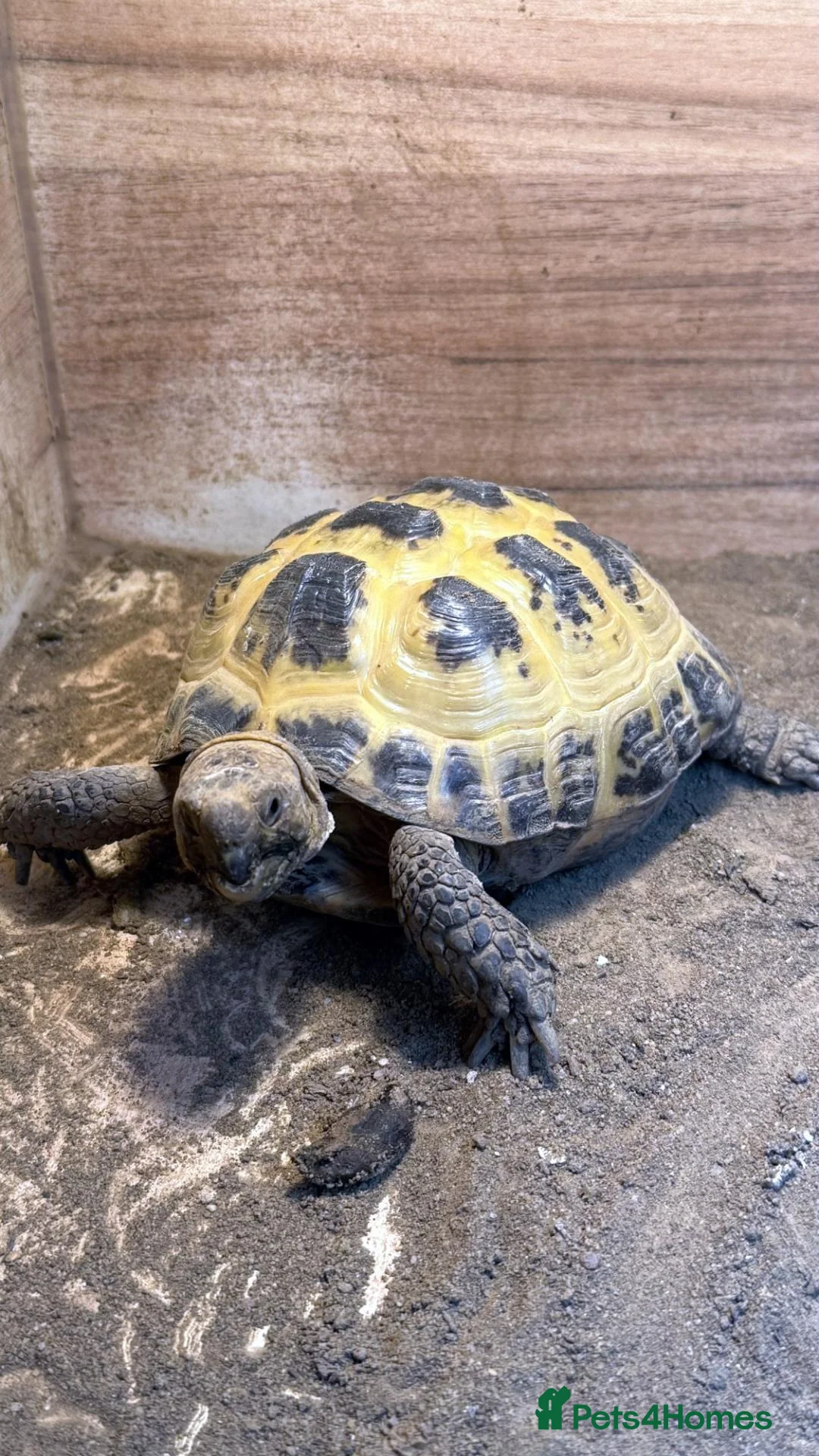 Tortoise reptiles for sale: Horsfield Tortoise with Complete Vivarium Setup - Advert 2