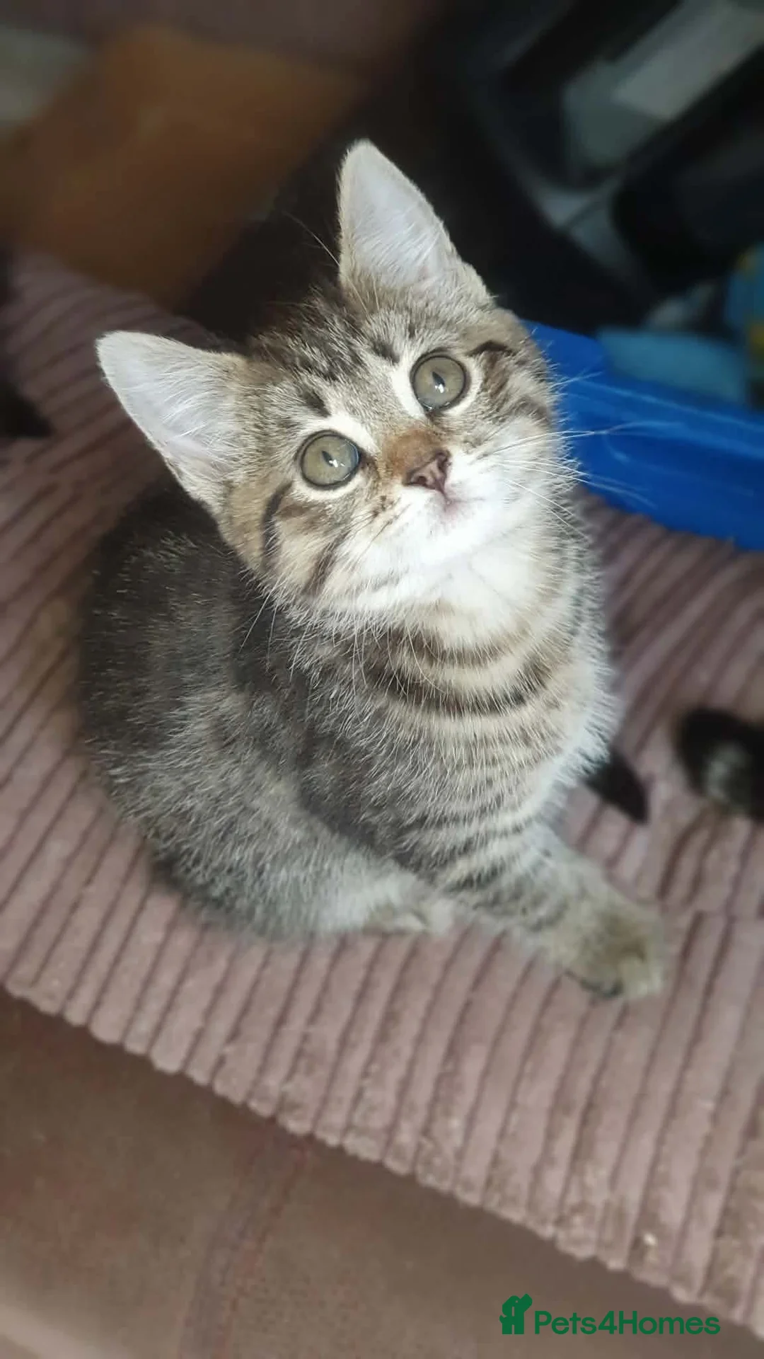Mixed Breed cats for sale: Kittens in Huddersfield - Advert 1