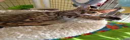 Bengal cats for sale: Bengal 🩷 Female Kitten 🐾 TICA Health Tested - Advert 7