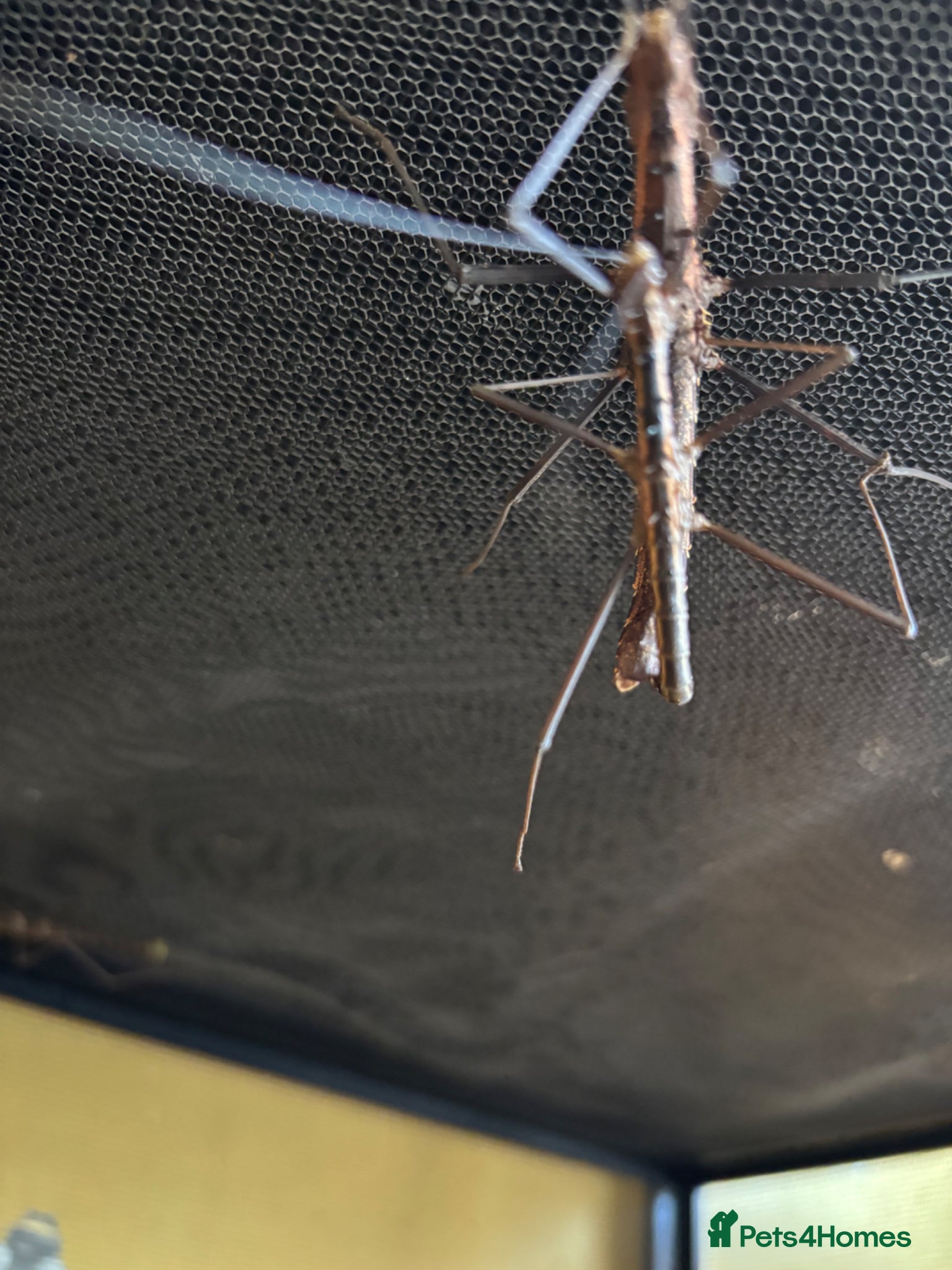 Praying Mantis invertebrates Stick insects & assassin bugs  - Advert 2