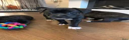 Mixed Breed dogs for sale: Staff cross French bull dog  in Bristol - Advert 4