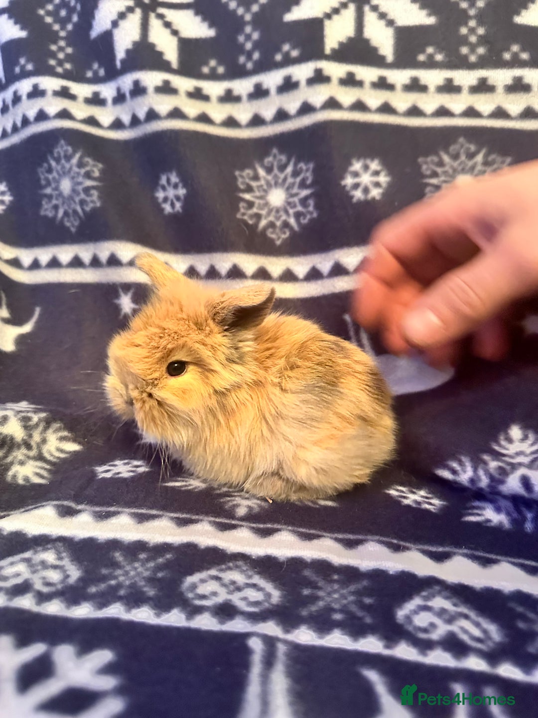 Mini Lop rabbits for sale: Mini lop bunnies  - Advert 1