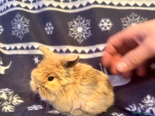 Mini Lop rabbits Mini lop bunnies - Advert 1