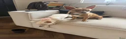 Chihuahua dogs for sale: 6 month old chihuahua puppy’s  - Advert 8