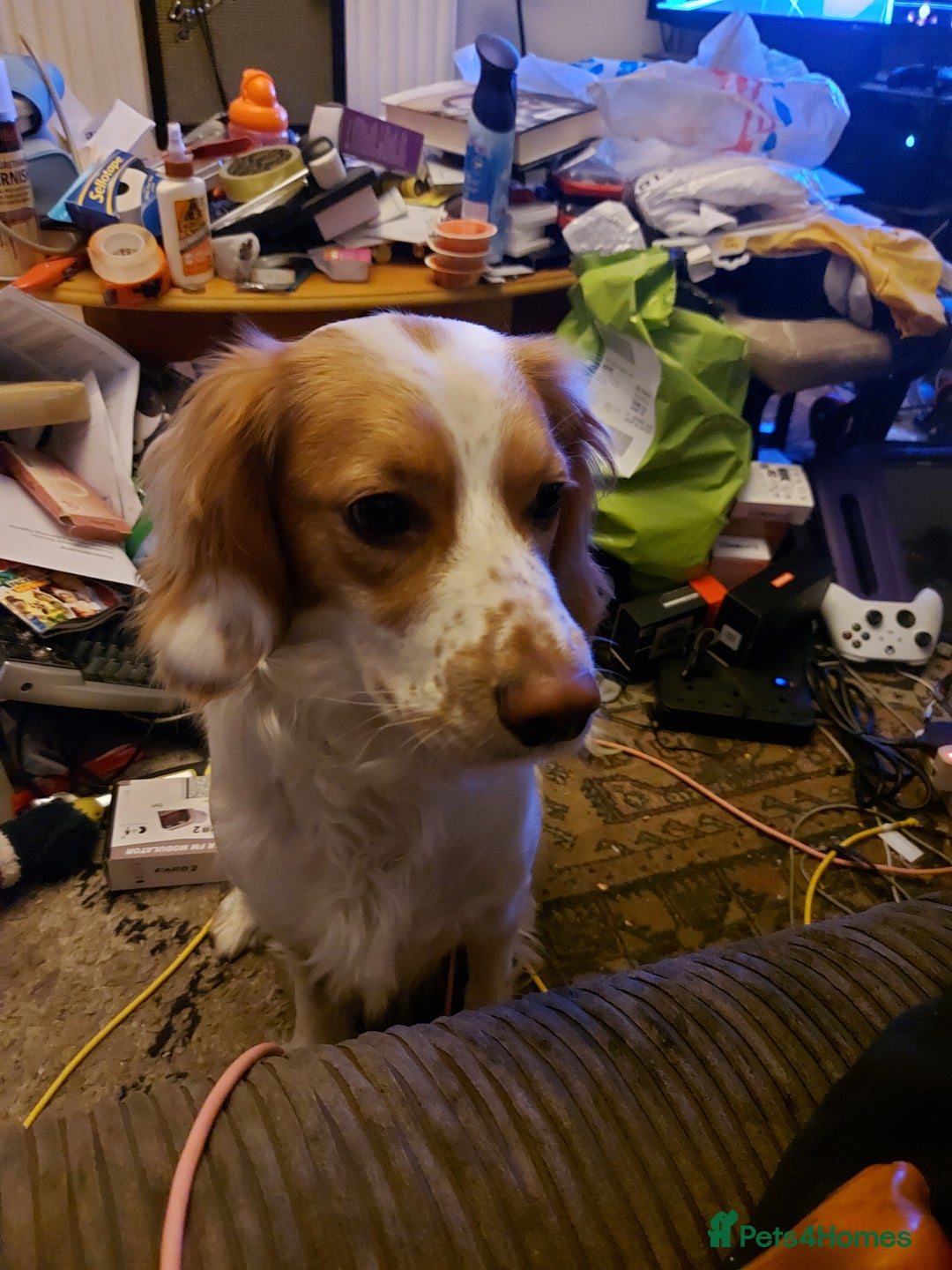 Mixed Breed dogs for sale: Free, unable to care for - Advert 2