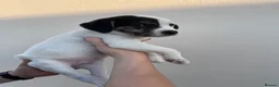 Mixed Breed dogs for sale: Labrador X Whippet Lurcher Puppies 🐶 - Advert 28