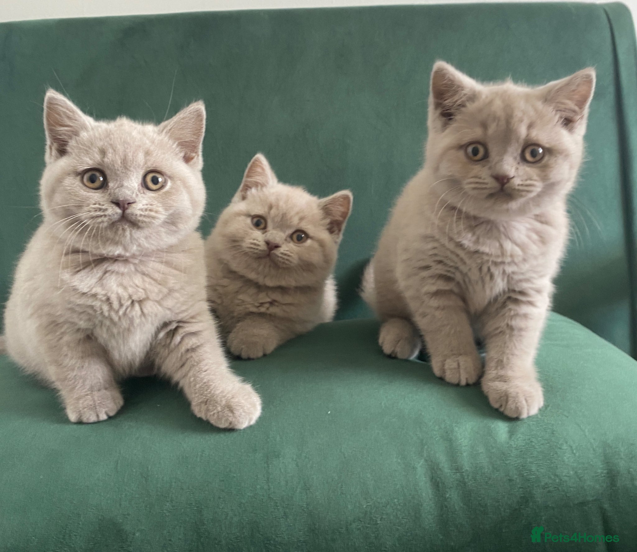 British Shorthair cats GCCF -SPECTACULAR  -British Shorthair kittens  - Advert 2