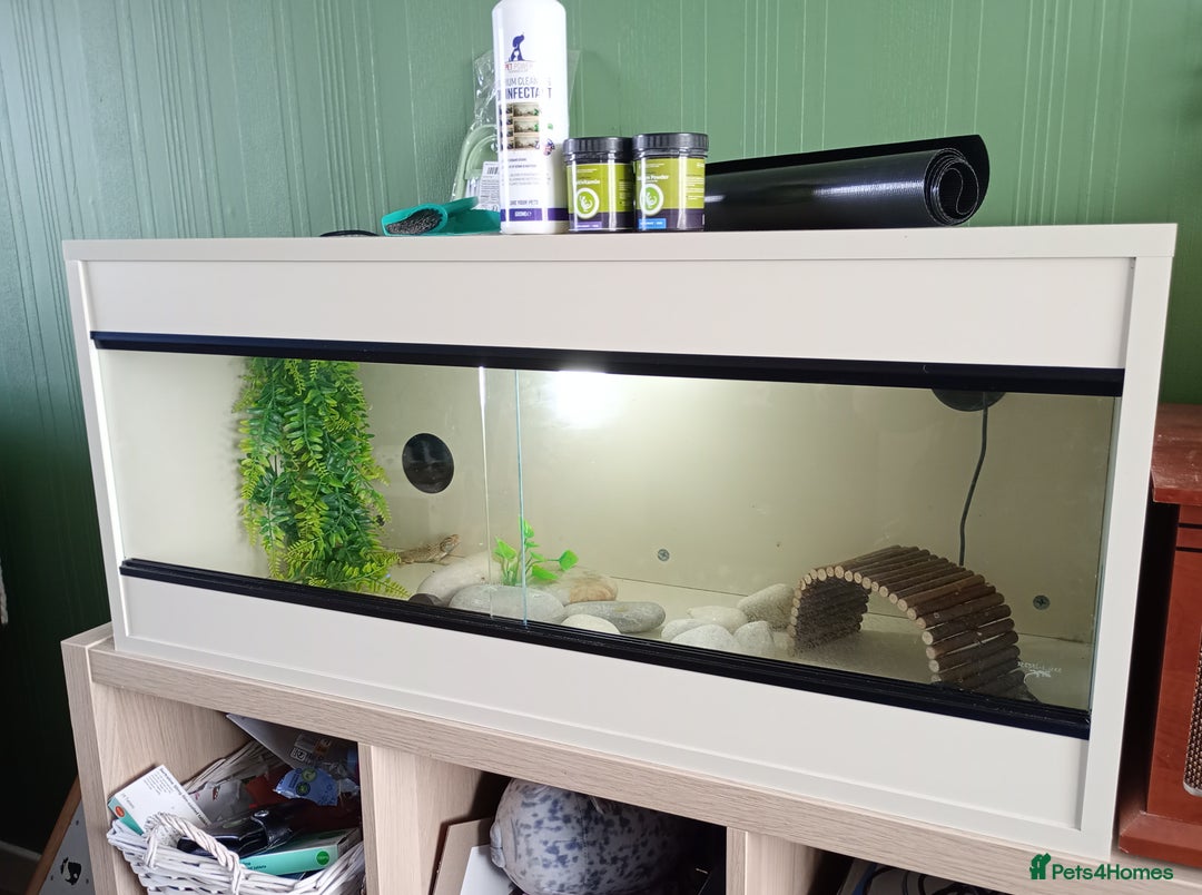 Lizard reptiles for sale: Egyptian Sand Agama lizard - Image 2