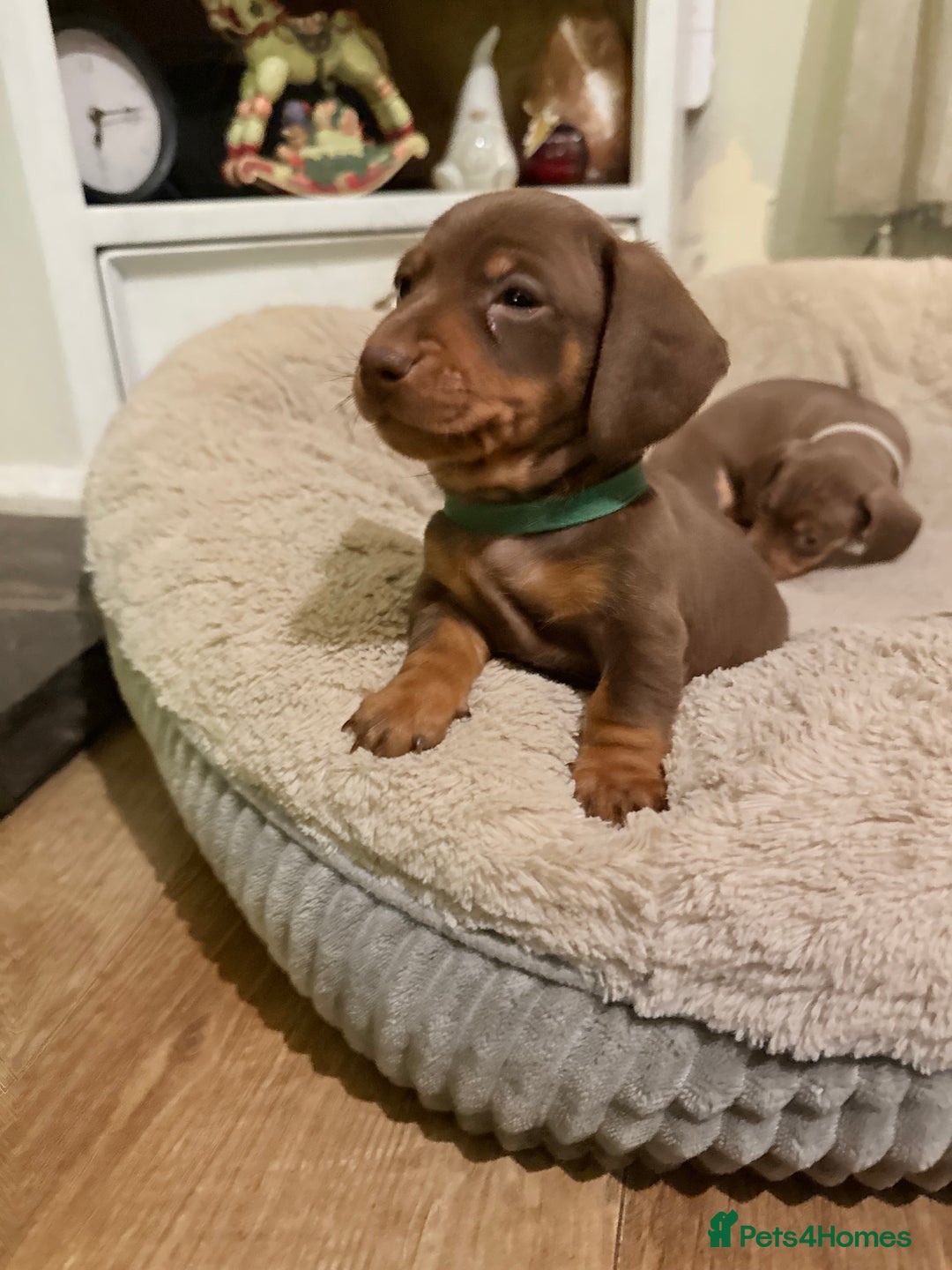 Miniature Dachshund dogs for sale: Gorgeous Chocolate & tan Miniature Dachshunds - Advert 23