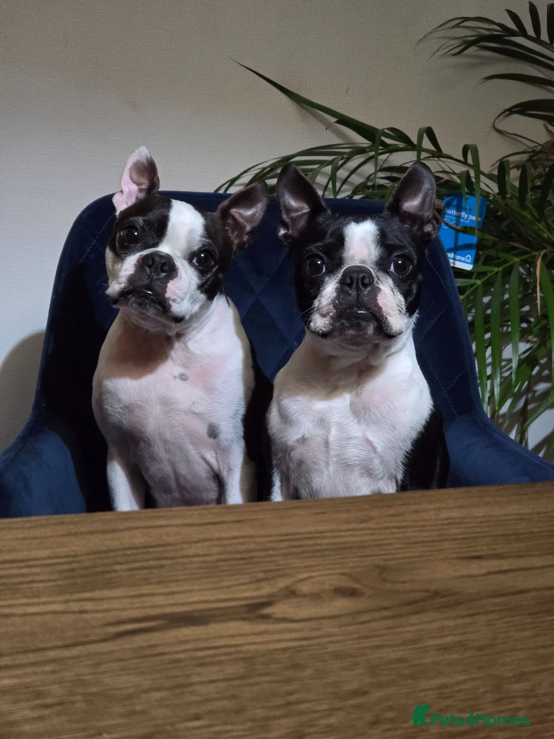 Boston Terrier dogs for sale: Boston for sale - Advert 2