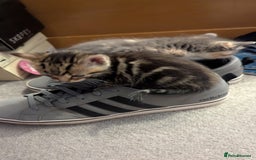Mixed Breed cats for sale: Little beautiful kittens😀 - Image 2