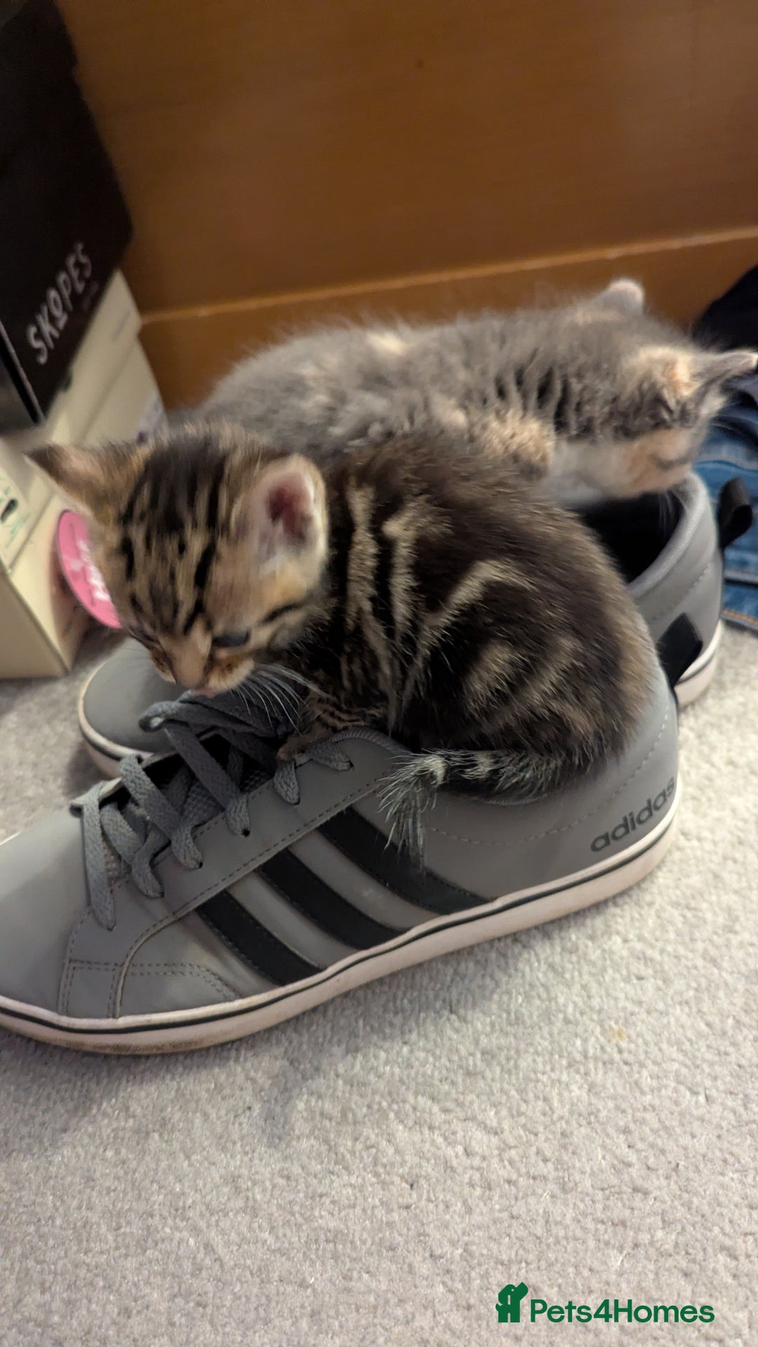 Mixed Breed cats for sale: Little beautiful kittens😀 - Image 2