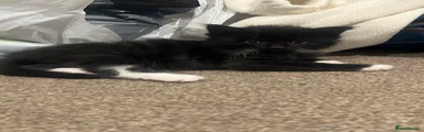 Maine Coon 2