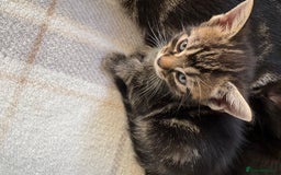 British Shorthair cats for sale: 4 lovely little kittens  - Advert 5