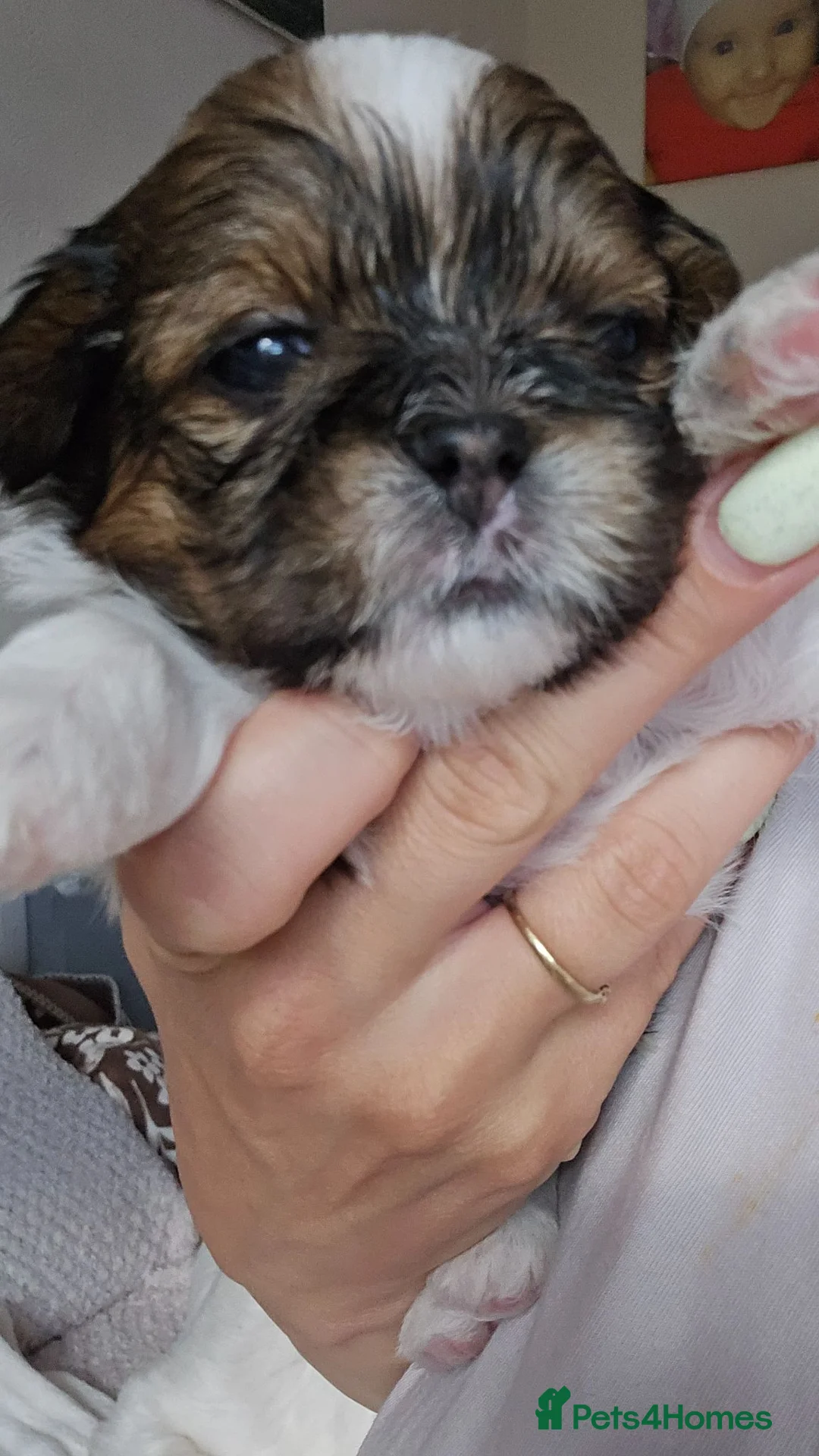 Shih Tzu dogs for sale: Beautiful Purebred Shih Tzu Puppies for Sale - Advert 2