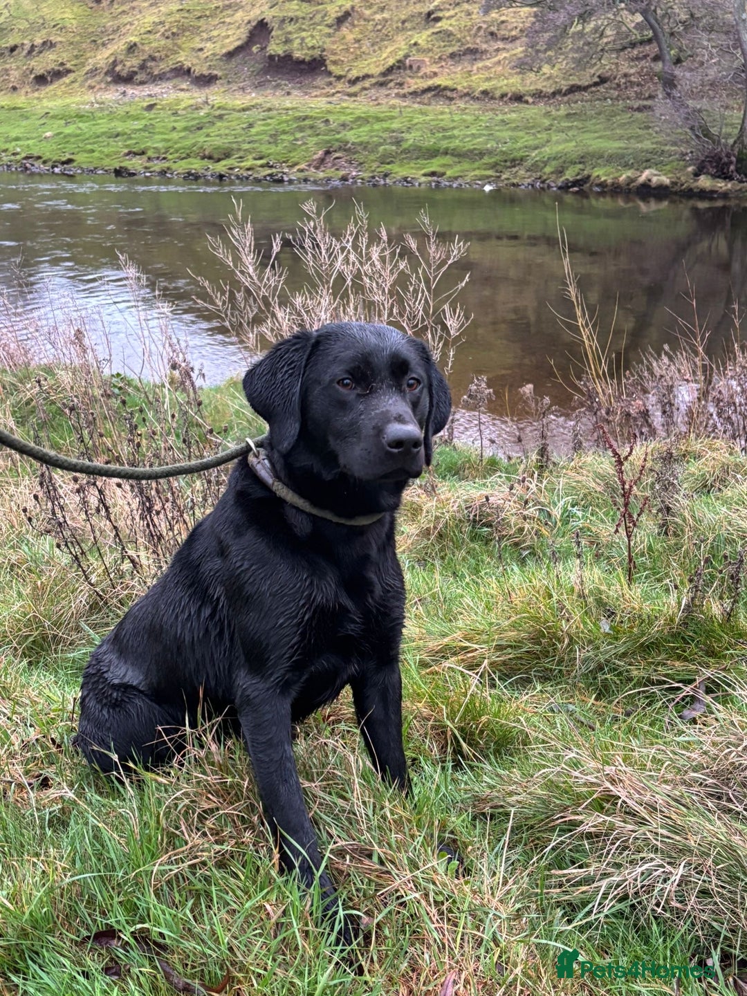 Labrador Retriever dogs for sale: Fabulous bunch of Labrador puppies  - Advert 7