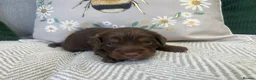 Cockapoo dogs for sale: ** Stunning Healthy F1 Cockapoos ** - Advert 6