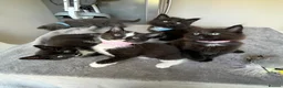 Mixed Breed cats for sale: Stunning Kittens Ready Now - Advert 3