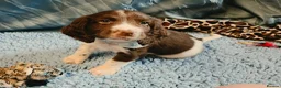English Springer Spaniel dogs for sale: KC Health Tested, Home Reared 5 ⭐️ Liver Pups - Advert 1
