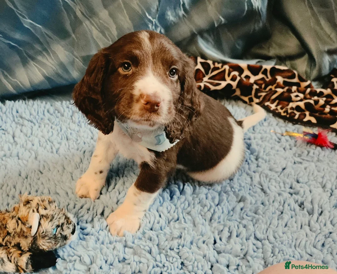 English Springer Spaniel dogs for sale: KC Health Tested, Home Reared 5 ⭐️ Liver Pups - Advert 1