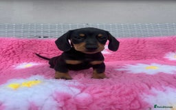 Miniature Dachshund dogs for sale: MINIATURE DACHSHUNDS REDUCED!! - Image 4
