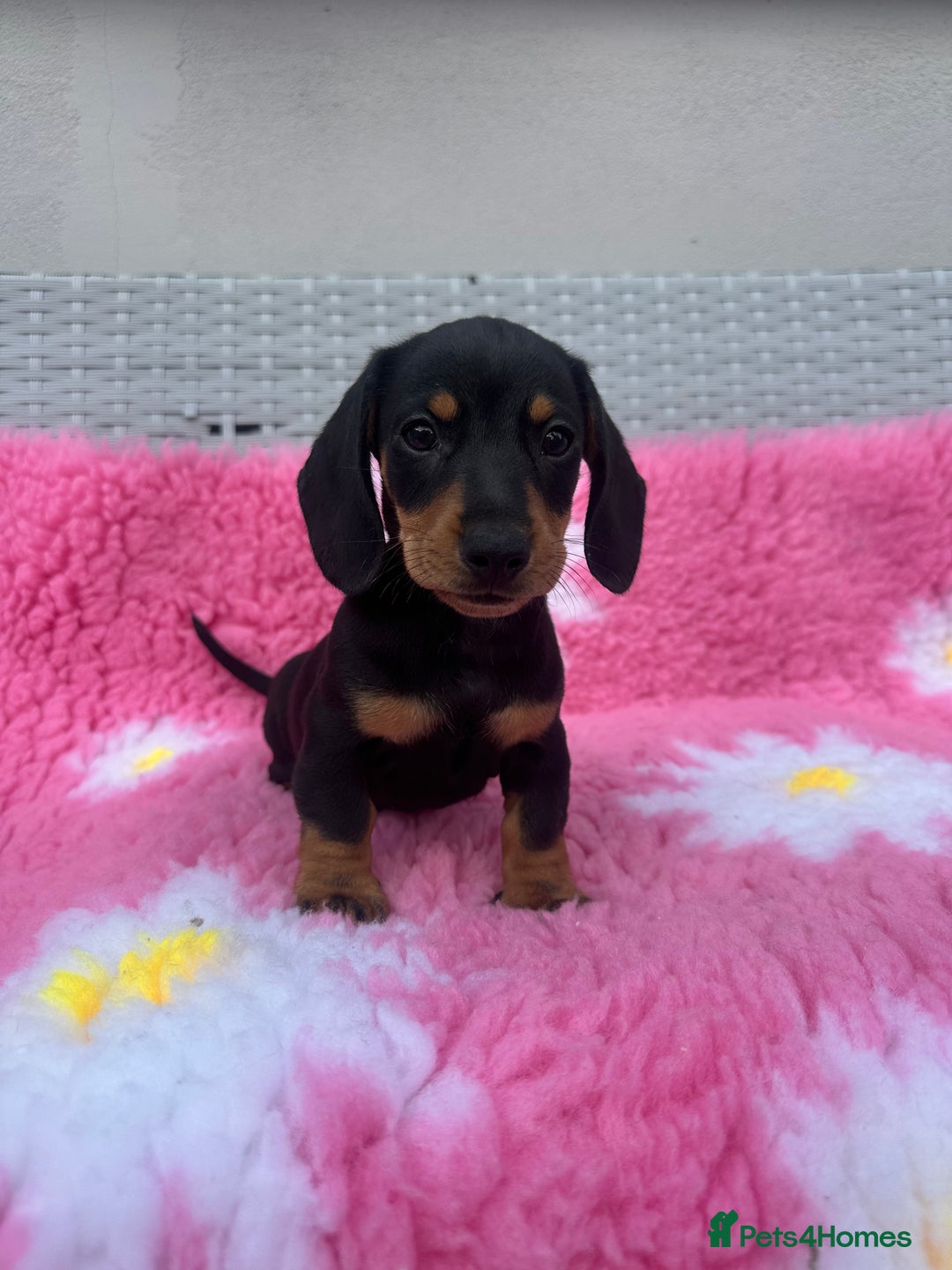 Miniature Dachshund dogs for sale: MINIATURE DACHSHUNDS REDUCED!! - Image 4