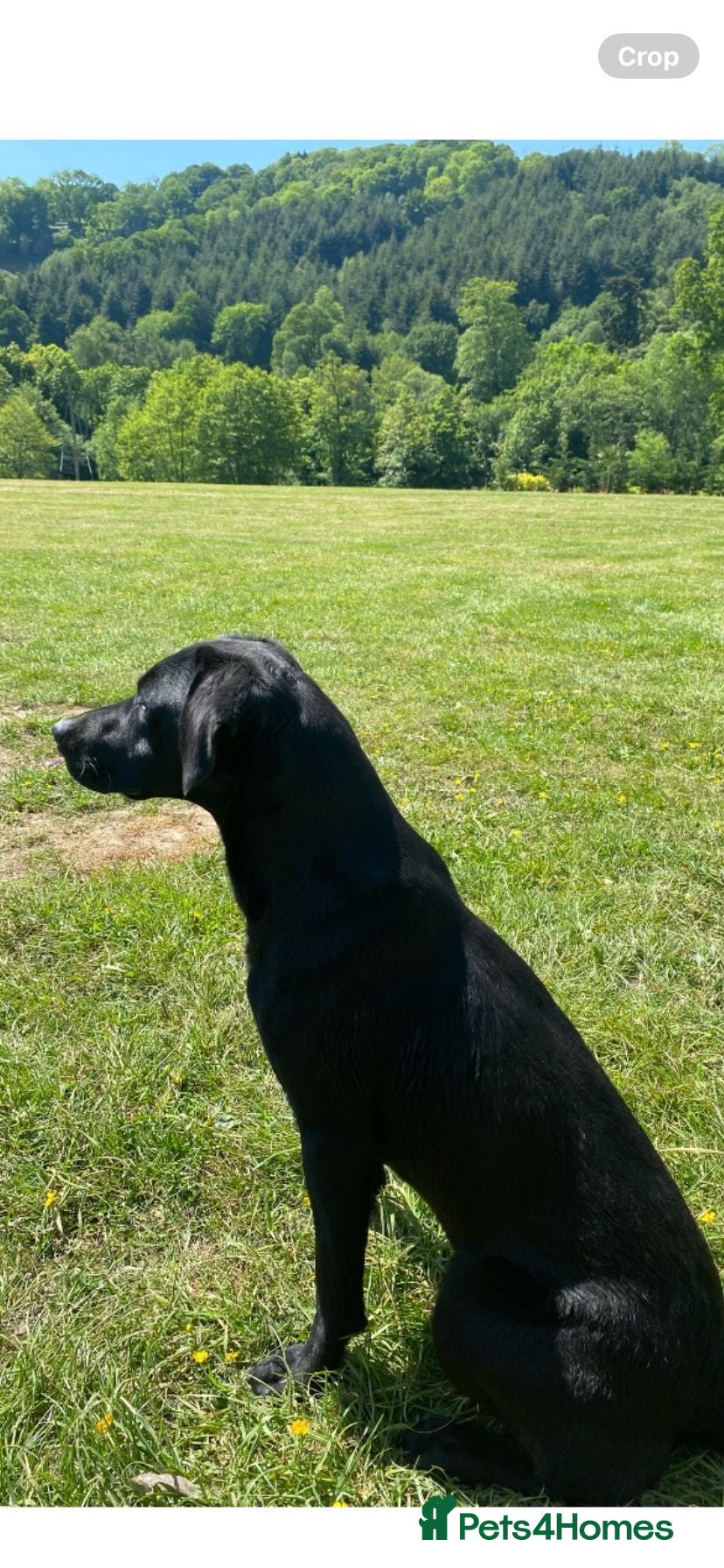Labrador Retriever dogs DRAKESHEAD LABRADOR RETRIEVER - Advert 1