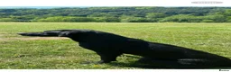 Labrador Retriever dogs for sale: DRAKESHEAD LABRADOR RETRIEVER in Llangollen - Advert 1
