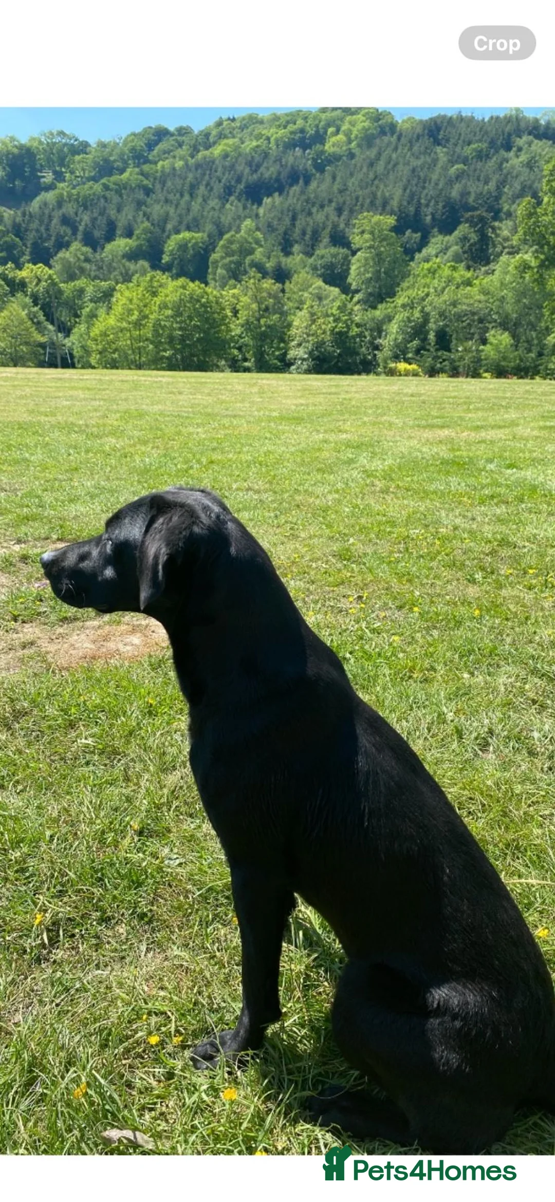 Labrador Retriever dogs for sale: DRAKESHEAD LABRADOR RETRIEVER in Llangollen - Advert 1