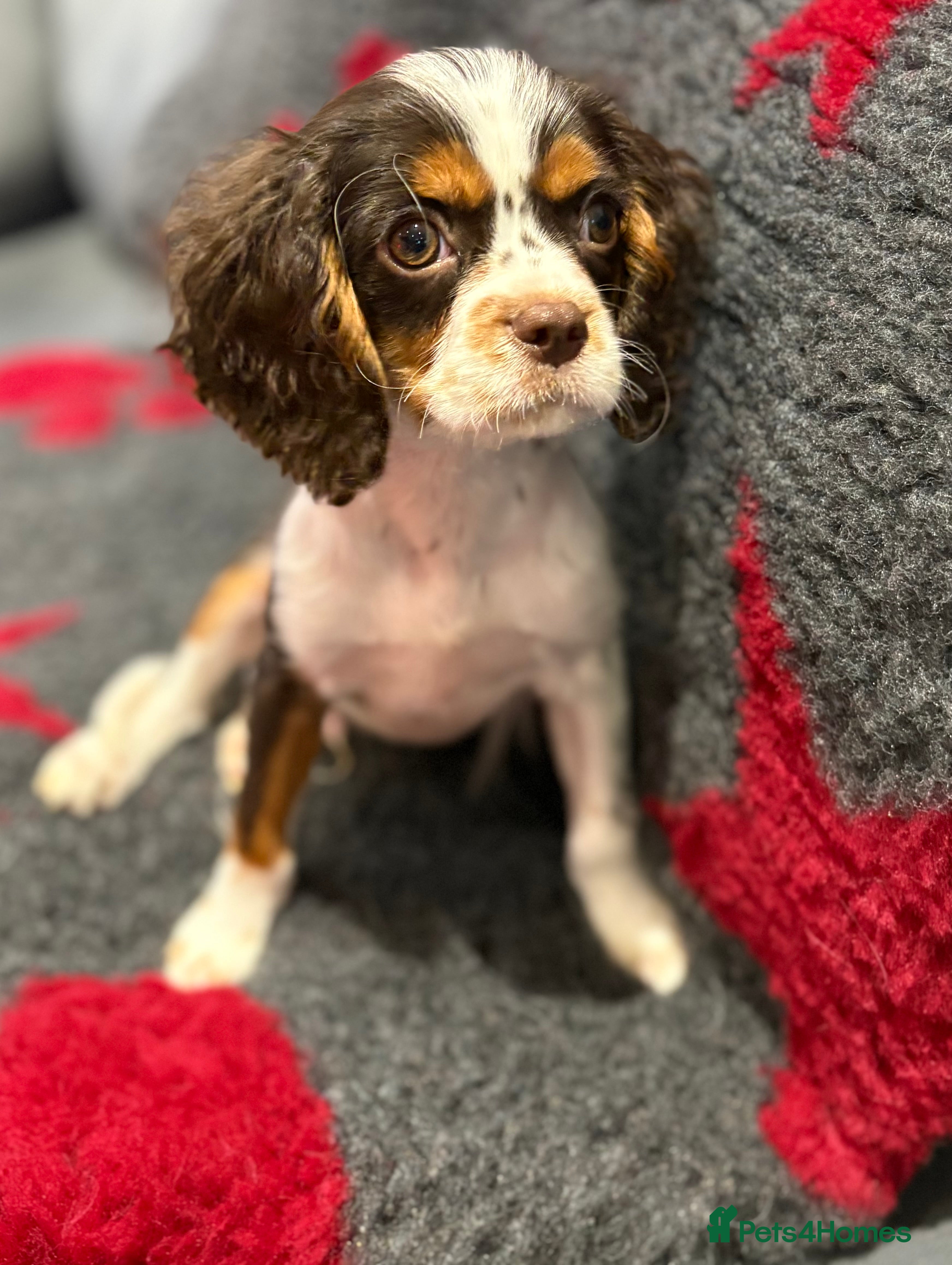 Cavalier King Charles Spaniel dogs Fully health tested kc chocolate tri dog   - Advert 1