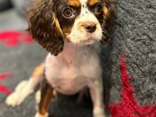 Cavalier King Charles Spaniel dogs Fully health tested kc chocolate tri dog - Advert 15