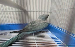 Parakeets birds for sale: Males and females DNA tested Quaker parrots babies - Image 5
