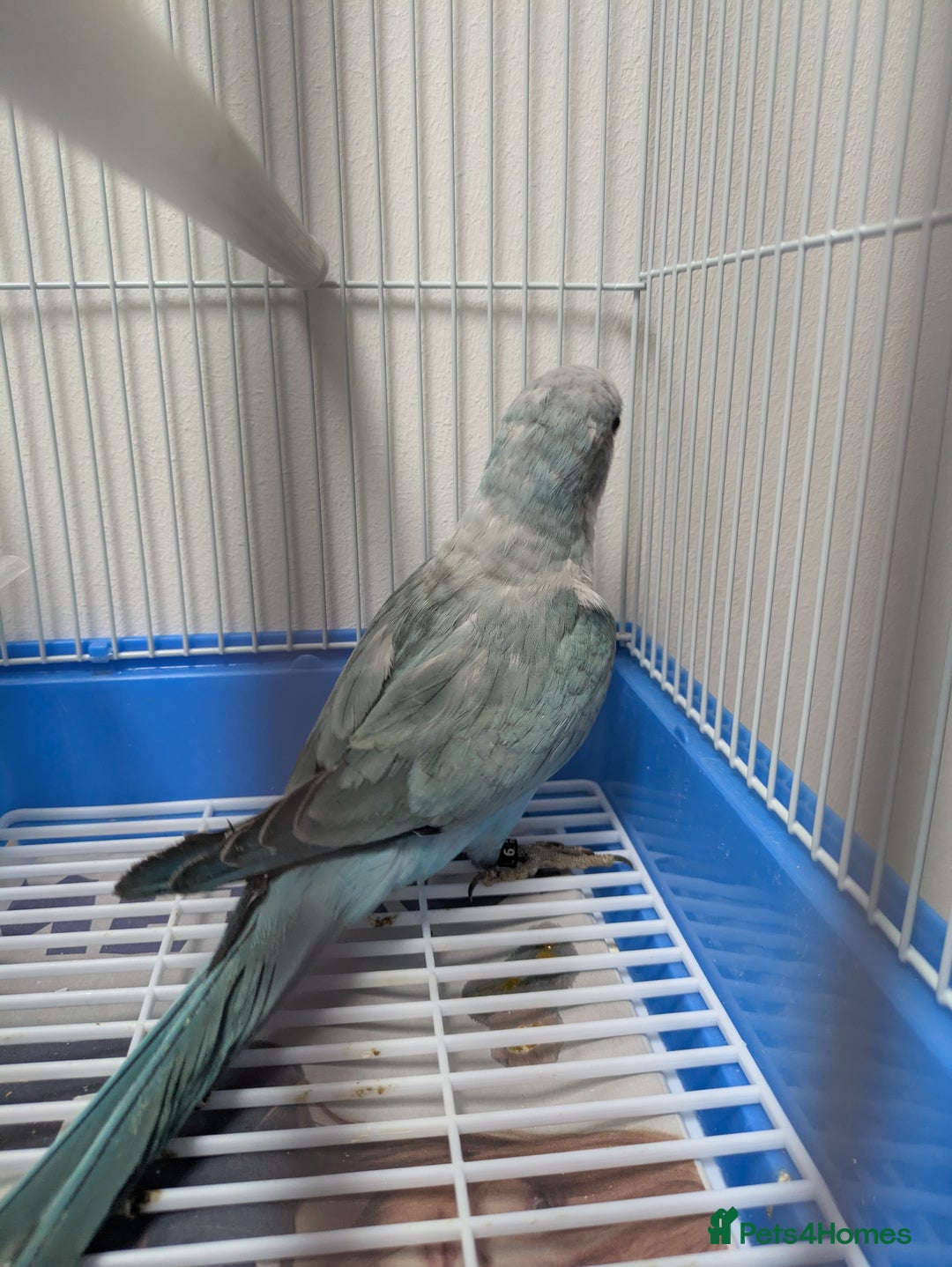 Parakeets birds for sale: Males and females DNA tested Quaker parrots babies - Image 5