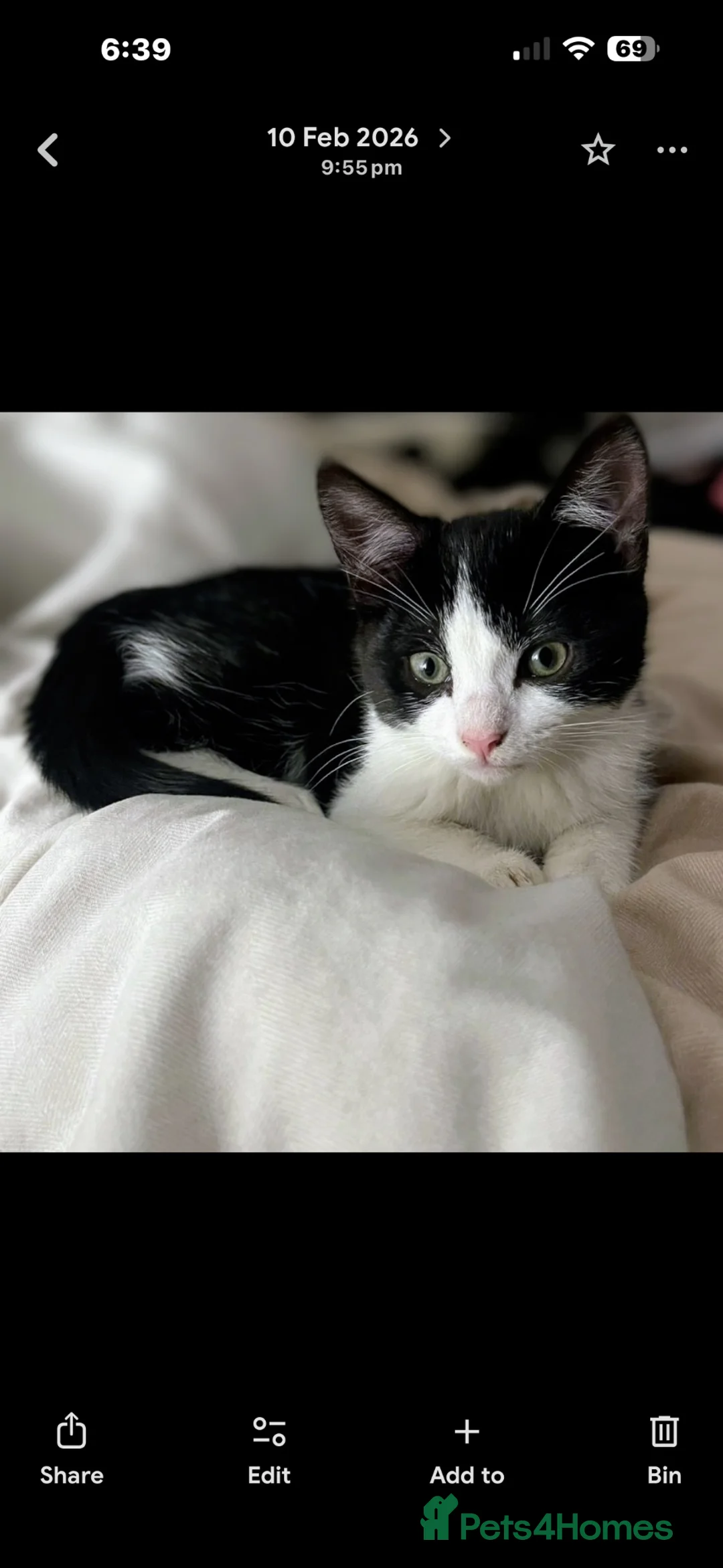 Mixed Breed cats for sale: URGENT…Needs new home in Much Hadham - Advert 2