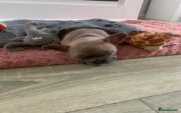 French Bulldog dogs for sale: Our little Aida - new loving family home  - Image 5
