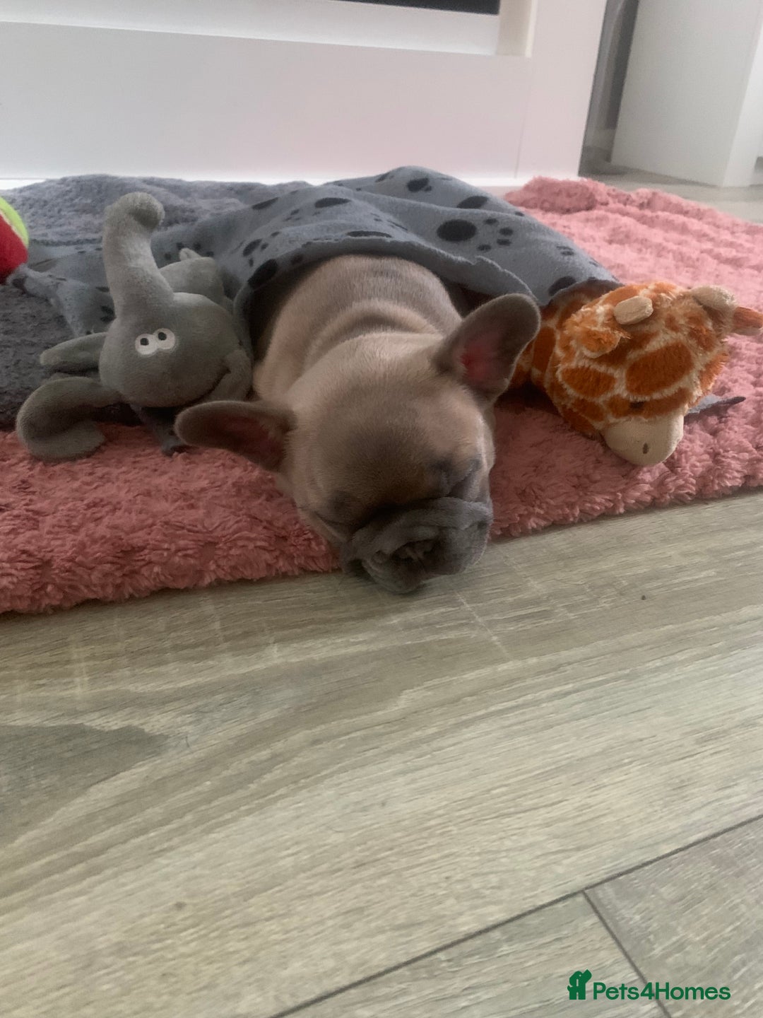 French Bulldog dogs for sale: Our little Aida - new loving family home  - Image 5