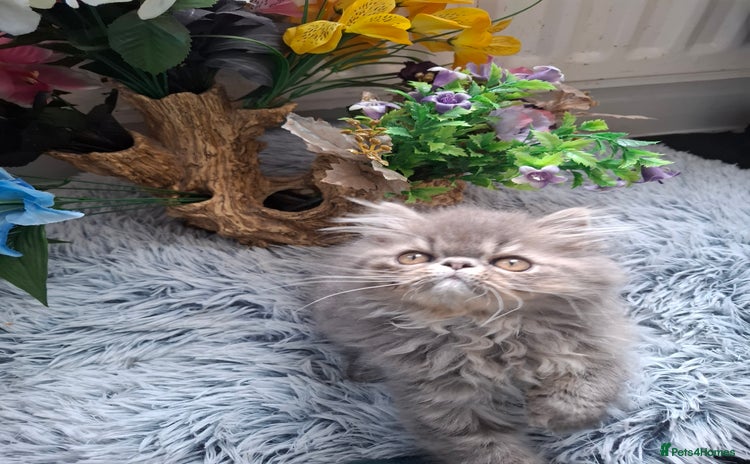 Persian cats - Advert 1