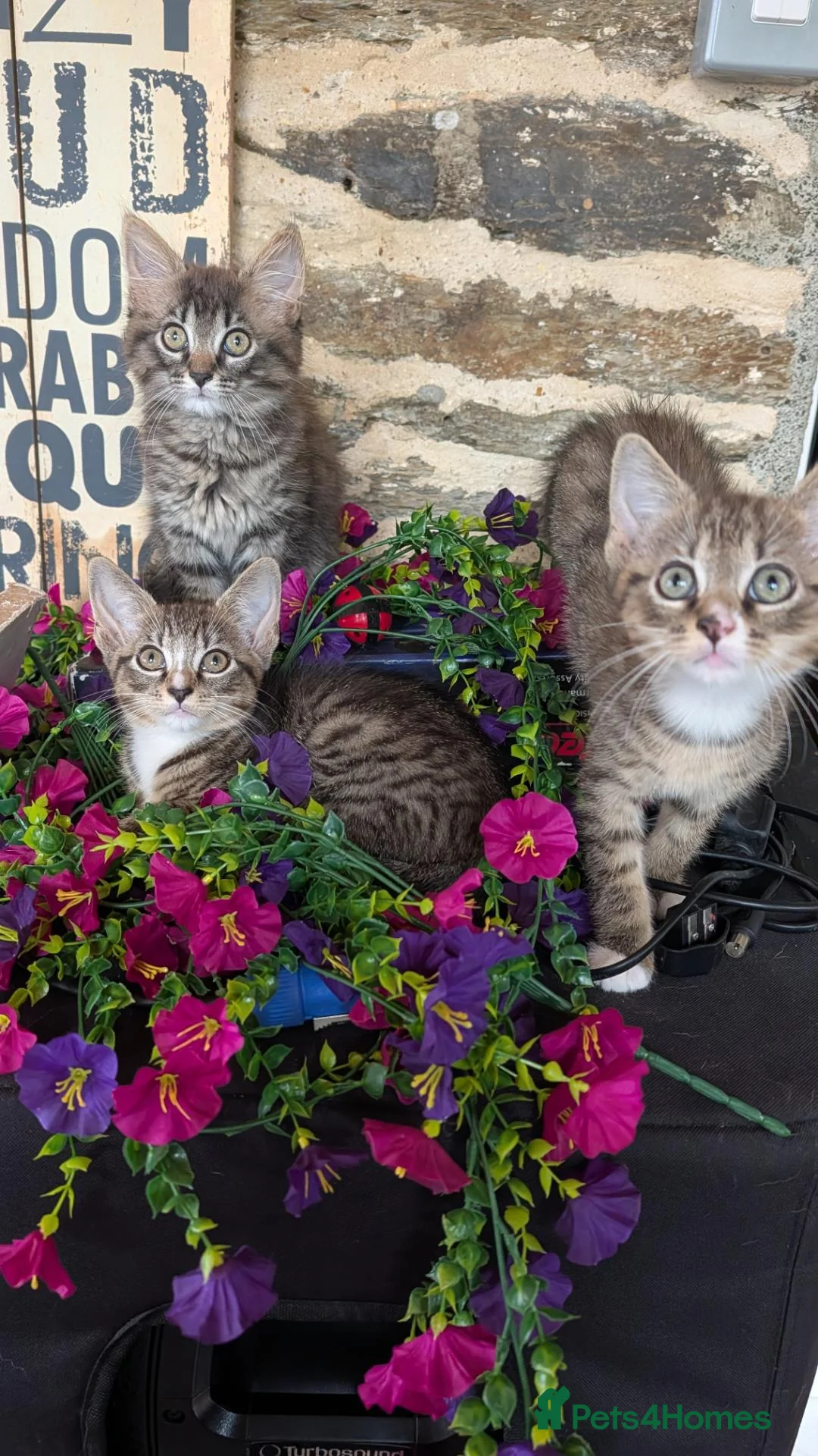 Mixed Breed cats for sale: Blood line Maine coon/ragdoll/Russian blue Tabby's - Advert 1