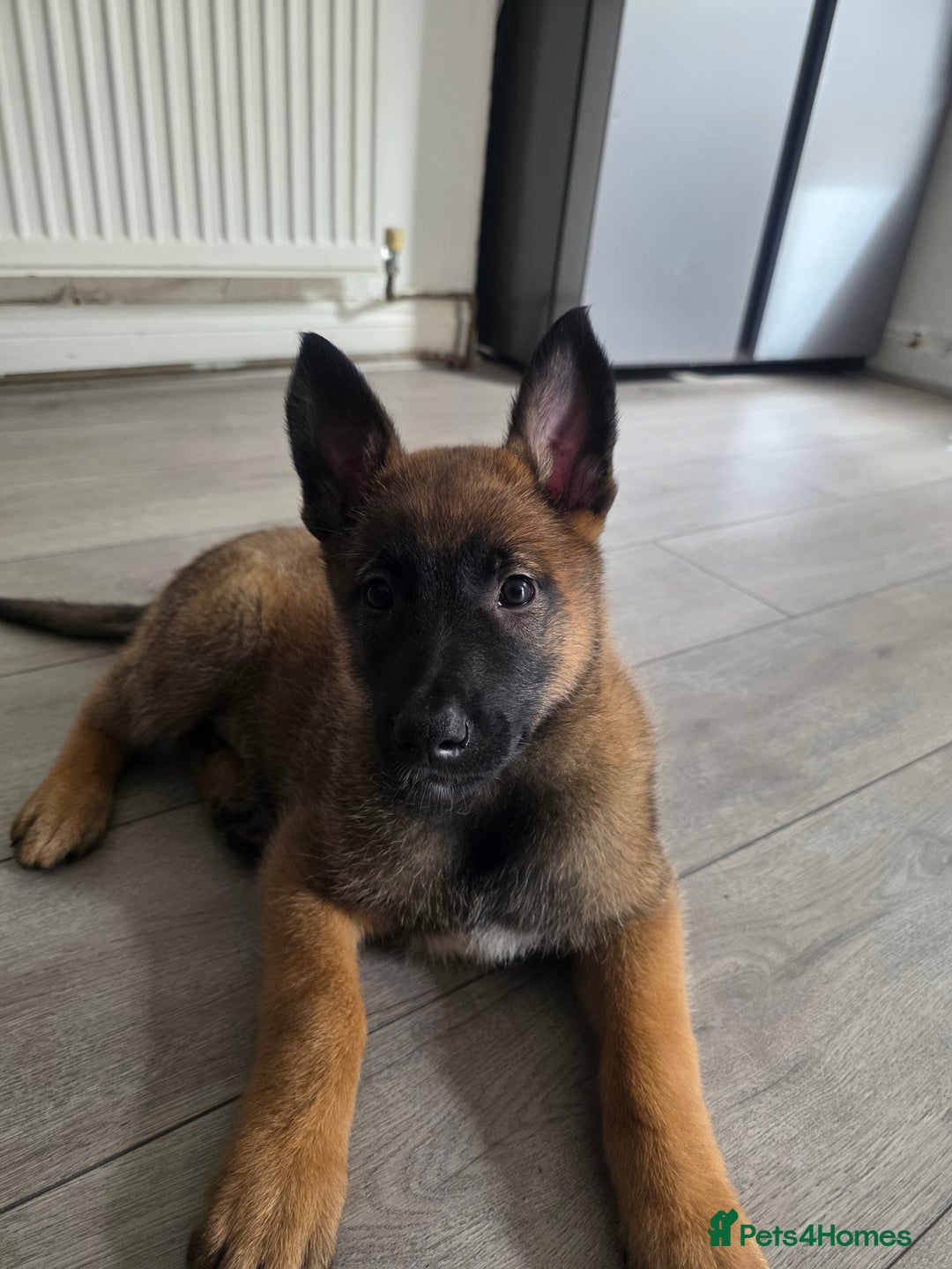 Belgian Shepherd Dog dogs for sale: Belgian Malinois  - Image 1