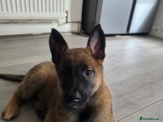 Belgian Shepherd Dog dogs - Advert 3