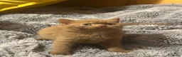 British Shorthair cats for sale: Champion British shorthair kittens very rare  - Advert 8
