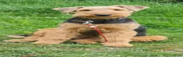 Airedale Terrier dogs for sale: Superb KC registered Airedales sired by champion! - Advert 3
