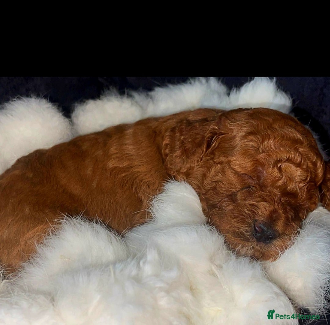Cockapoo dogs for sale: Stunning litter of Fox red miniature Cockapoo's  - Image 3