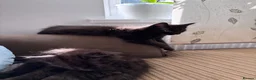 Maine Coon cats for sale: ✨ Last Remaining Black Smoke Maine Coon Kitten - Advert 13