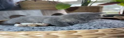 British Shorthair cats for sale: Beautiful British Shorthair Kittens  in Ilford - Advert 11