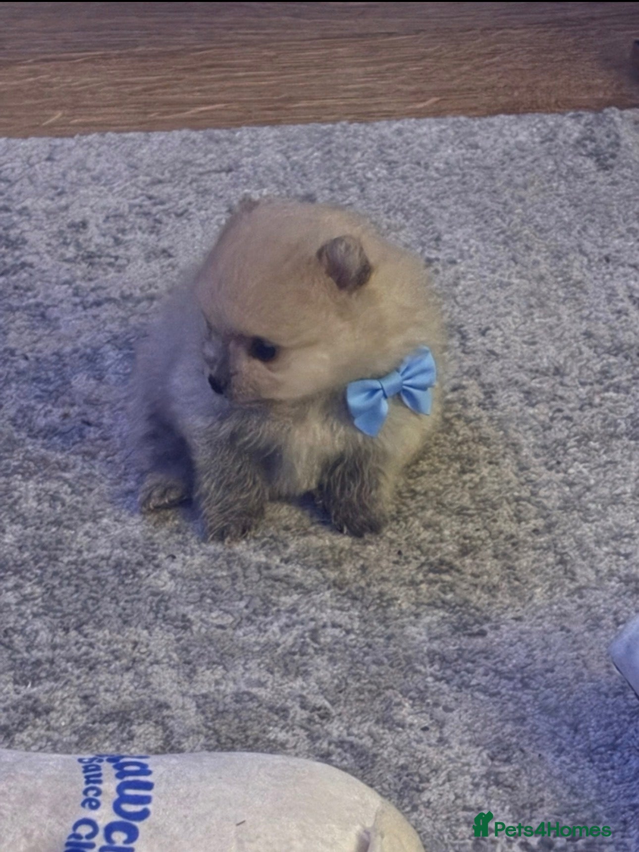 Pomeranian dogs Beautiful Rare Cream Sable Pomeranian Puppy  - Advert 2