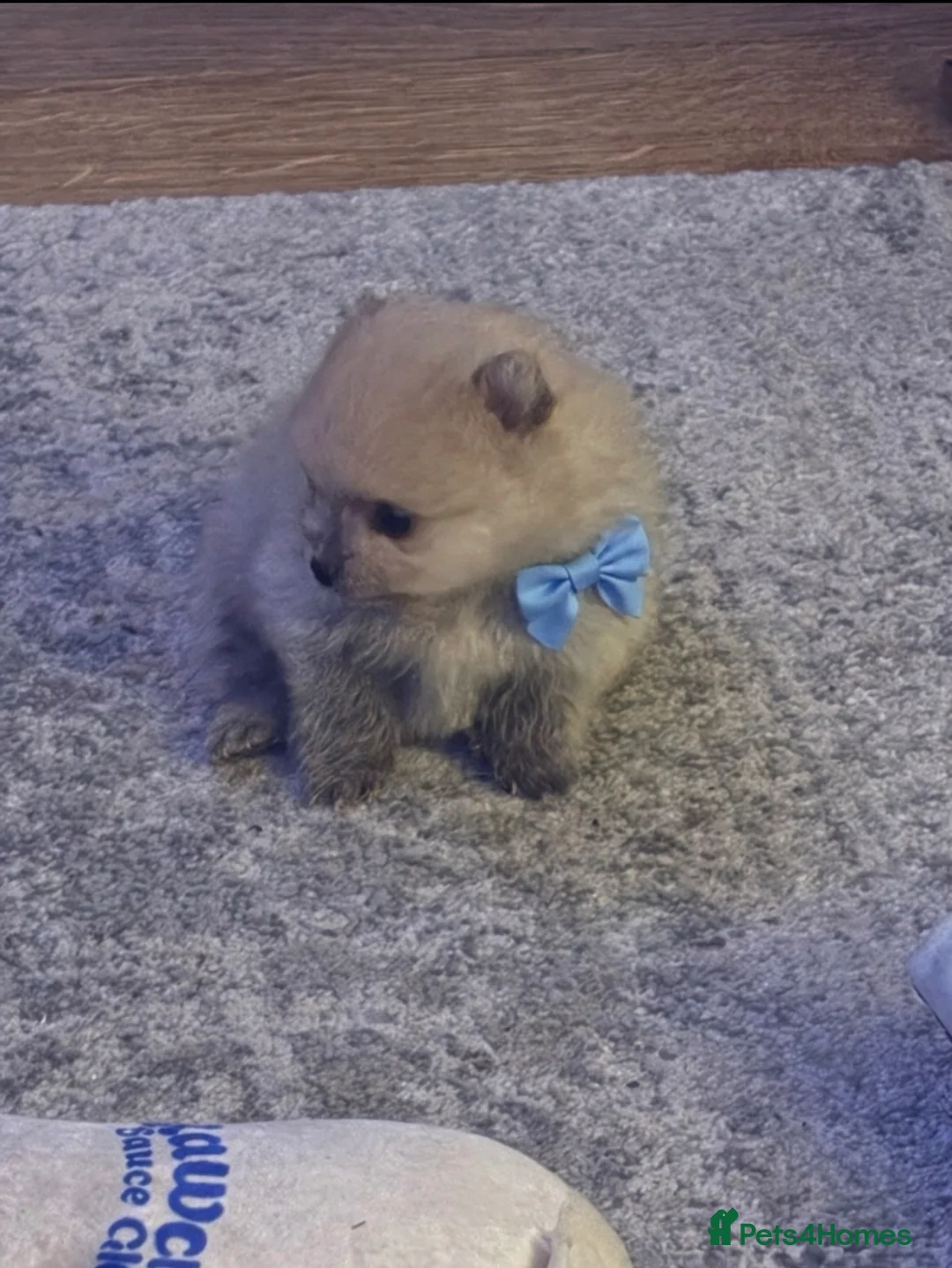 Pomeranian dogs for sale: Beautiful Rare Cream Sable Pomeranian Puppy  in Horley - Advert 1