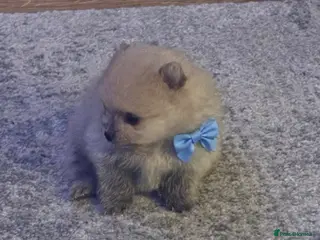 Pomeranian dogs Beautiful Rare Cream Sable Pomeranian Puppy - Advert 5